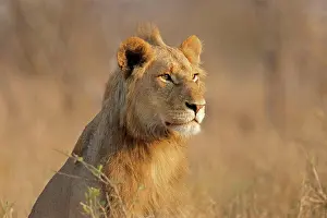 Southern Prints: Portrait of a young male African lion Panthera leo Portrait of a young male African lion Panthera leo