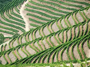 Vista Prints: Portugal, Douro Valley. Terraced vineyards lining the hills