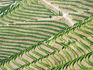 Vista Prints: Portugal, Douro Valley. Terraced vineyards lining the hills