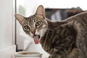 Sticking Out Tongue Prints: Portugal, Lisbon, Portrait of cat sticking out tongue