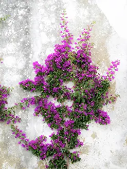 Magenta Prints: Portugal, Obidos. Hot pink or magenta bougainvillea against an old stone wall