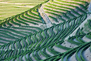 Refreshing Prints: Portugal, Terraced Vineyards lining the hills of the Douro Valley