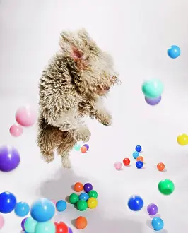 Agility Prints: A Portuguese Waterdog jumping amongst falling colored balls