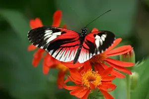 Multicolour Prints: Postman butterfly, heliconius melpomene