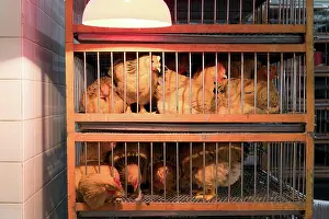 Market Prints: Poultry Market Chickens and Roosters in Cages at Asian Farmers Market Copyright: xZoonar