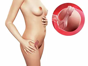 Human Representation Prints: Pregnancy. Computer artwork of a naked woman