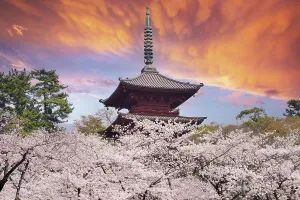 Tokyo Prints: Pretty and lovely pink cherry blossoms wallpaper background
