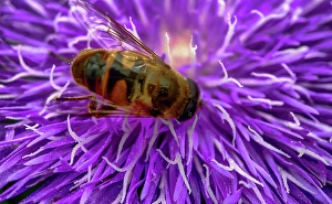 Dekoration Prints: A pretty purple dahlia flower with a bee crawling on it Macro photo of a pretty purple dahlia flower with a bee