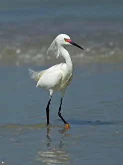 Wading Prints: A pretty snowy egret is walking along the beach in shallow water in Central Florida