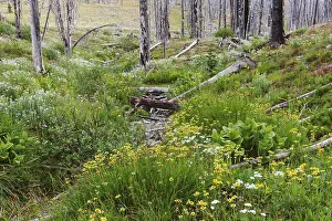 : A previously burnt subalpine forest rebounds in summer with lodgepole pine and a variety of wildflowers