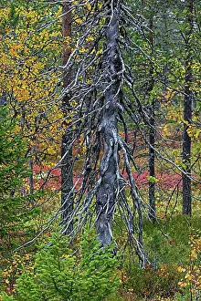 Swamp Prints: A primitive dead tree in the taiga