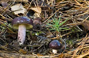 Coniferous Prints: Primrose Brittlegill (Russula sardonia) fruiting bodies