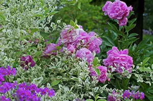 Plant Combination Prints: Primroses and peonies in bloom in a garden
