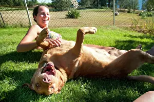Roll Prints: Prince the golden Lab dog rolls happily on his back on summer day in the Okanagan