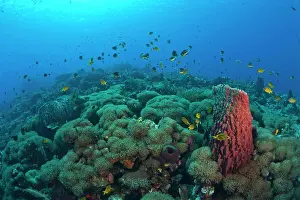 Archipelago Prints: Pristine Scuba Diving at Tukang Besi/Wakatobi Archilpelago Marine Preserve