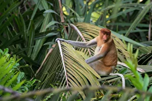 Wetland Prints: A proboscis monkey (Nasalis larvatus) or long-nosed monkey