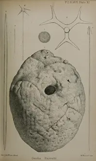 Sponge Prints: Proceedings of the Zoological Society of London