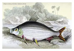 Britain Prints: Prochilodus Insignis, Ichthyology - Fish