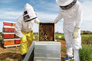 Produce Prints: Professional male and female beekeepers inspecting honeycomb with bees while working in apiary in summer day