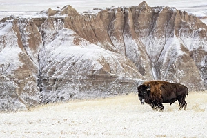 Profile of American Bison (Bison Bison) in the snow in the Badlands