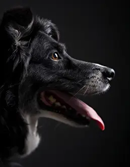 Headshots Prints: Profile of a black dog