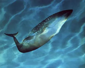 Swimming Animal Prints: Side profile of a Blue Whale underwater (Balsenoptera musculus)