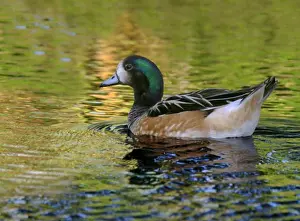 Swimming Animal Prints: Side profile of a Chiloe Wigeon swimming in water (Anas sibilatrix)