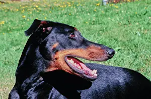Pure Breed Prints: Profile close-up of a Doberman in front of grass and yellow flowers