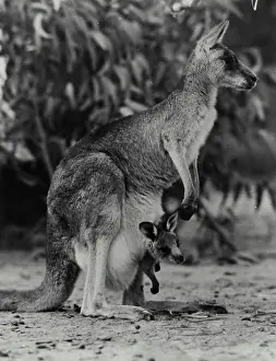 Full Length Prints: Side profile of a kangaroo with its joey