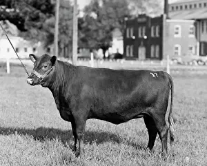 Female Animal Prints: Side profile of a Red Poll cow standing in a field
