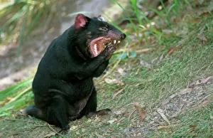 Animal Mouth Prints: Side profile of a Tasmanian Devil yawning (Sarcophilius harrisii)