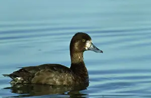 A profile view of a Lesser Scaup at the Lower Klamath Wildlife Refuge located in Tulelake