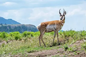 Parks Prints: Pronghorn in the field of Yellowstone National Park, Wyoming