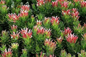 Blossoms Prints: Protea Mimetes fimbrifolius (Protea Mimetes fimbrifolius)