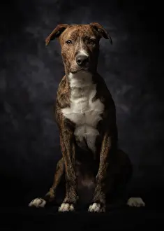 Attentive Prints: Proud adult spotted American Terrier dog