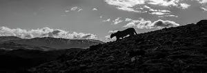 Animal Prints: On the prowl, Puma (Puma concolor), Torres del Paine National Park, Patagonia, Chile