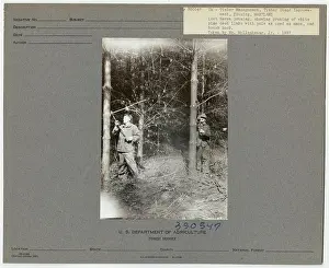 Pruning - Maryland. Photographs Relating to National Forests