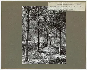 Pruning - North Carolina. Photographs Relating to National Forests