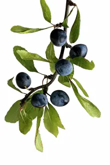 Small Group Prints: Prunus spinosa, Blackthorn, Sloe