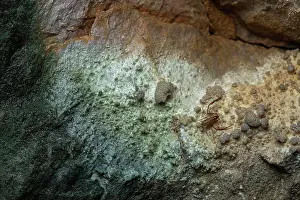 Naturalness Prints: Pseudoscorpion (Neobisium sp spelaeum) in situ, Bukovje, Slovenia