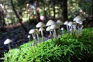 Dangerous Prints: Psilocybe tampanensis in the green forest Many Psilocybe tampanensis on a wet day in the green forest Copyright