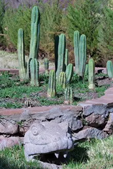 Peru Prints: Psychoactive San Pedro Cactus locally named Wachuma, Pisac, Peru