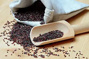 Seed Prints: Psyllium plantain (Plantago psyllium)