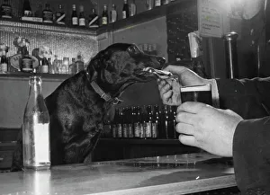 Beer Prints: There are pubs in Preston where you can call for a drink and be served by a little black dog called Jet'