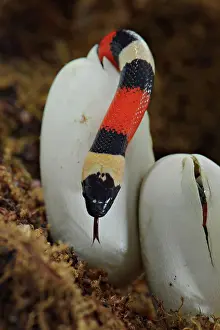 Mexico Prints: Pueblan Milk Snake (Lampropeltis triangulum campbelli) young, hatching from egg, Mexico