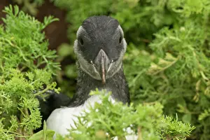Puffin Prints: Pufflin at entrance to burrow, Wales, United Kingdom, Europe