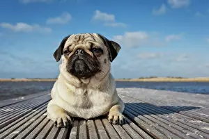 Coast Prints: Pug. Bitch lying on a wooden jetty