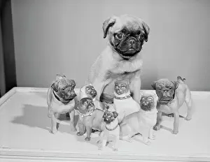 Imitation Prints: Pug dog with porcelain figurines