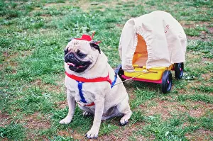 Canine Prints: A pug dog in a silly outfit pulling a wagon