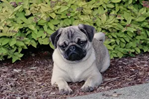Canine Prints: Pug laying down in front of bushes outside with paws in front